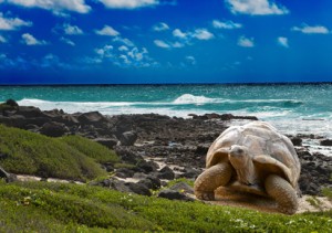 Der Artikel gibt Tipps zur Reiseplanung für die Galapagosinseln. 