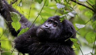 Artikelgebend ist das Gorilla-Trekking in Ruanda.