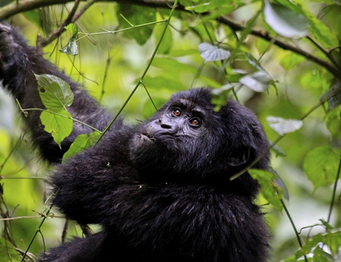 Artikelgebend ist das Gorilla-Trekking in Ruanda.
