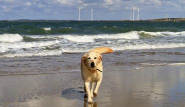 Mit dem Hund in den Urlaub