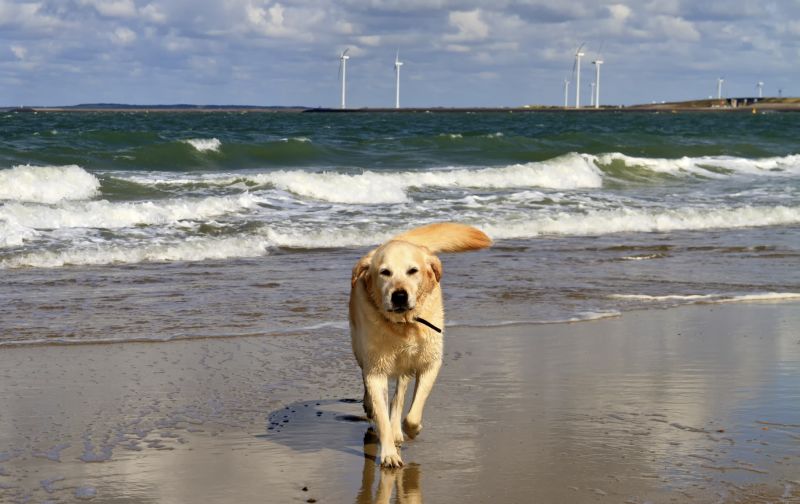 Mit dem Hund in den Urlaub